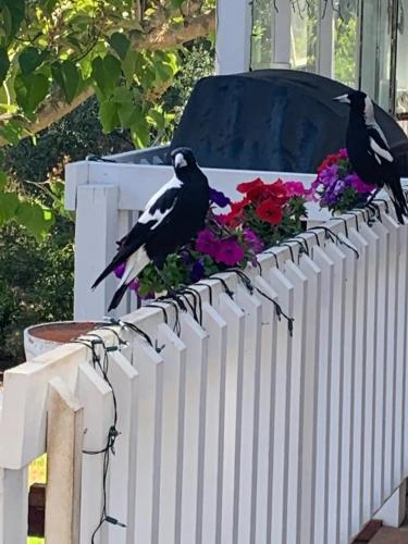 two birds sitting on top of a white fence at Hamptons In Rye Studio - 3 Mins from Famous Hot Springs! in Rye