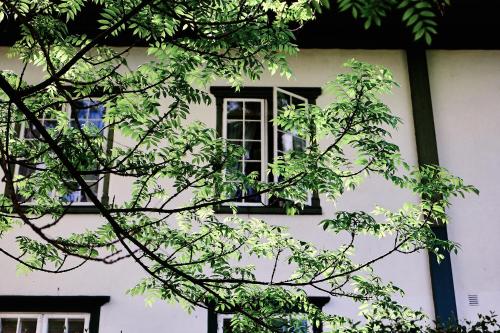 a white building with a window and tree branches at Hoel Gård - Herregården ved Mjøsa in Nes i Ådal