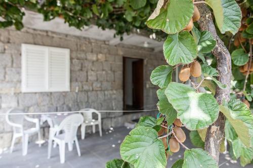 a tree with leaves and a table and chairs at Private En Suite Room Matkovic. Kotor Bay in Bijela