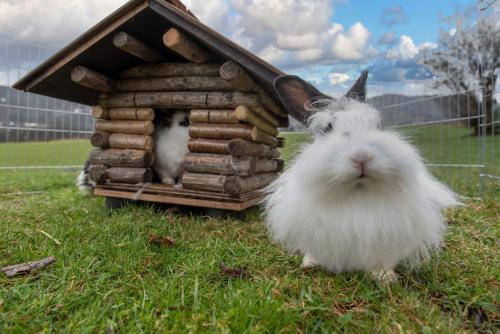 two rabbits are sitting in a dog house at Ferienwohnungen Weiler in Oberstdorf
