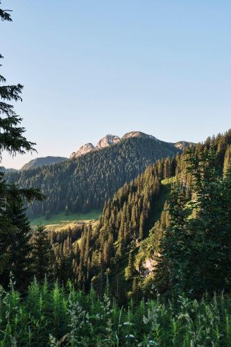 a view of a mountain with trees at Spa & Resort Bachmair Weissach, LUXURY FAMILY RESORT in Rottach-Egern