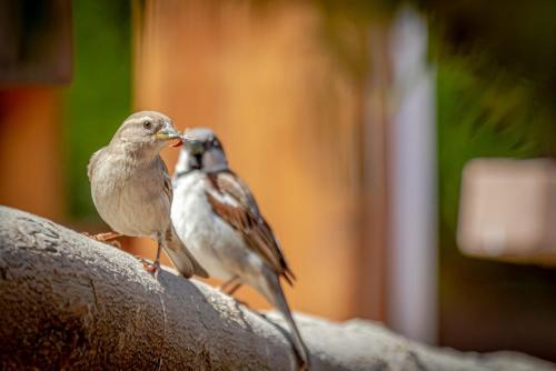 two birds sitting on top of a branch at Silver Beach Boutique Hotel in Quseir