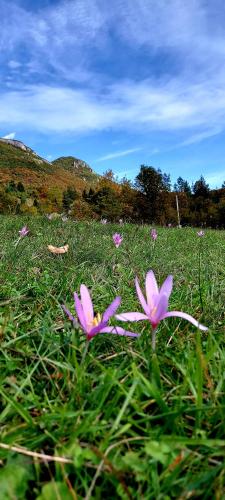 two pink flowers in the grass in a field at Nomad Glamping in Šipovo