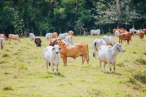 a herd of cows standing in a field at Tilajari Hotel Resort in Fortuna
