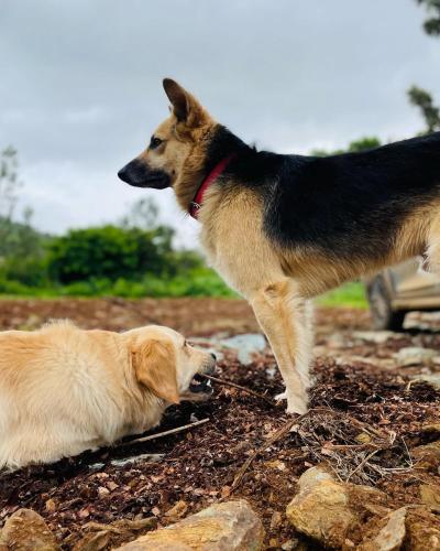 two dogs are standing next to each other at Commune18 Resort Chikmagalur in Chikmagalūr