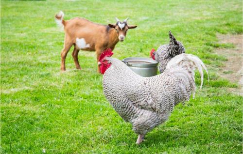 two chickens and a cow standing in a field at Gorgeous Home In Ijhorst With Wifi in IJhorst