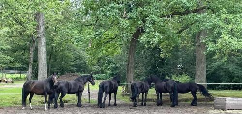 a group of black horses standing in a field at de Swaenhoeve in Zoersel