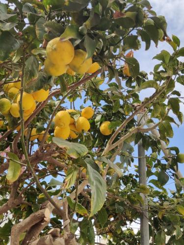 a bunch of yellow fruit on a tree at Palm garden paradise in Pervolia