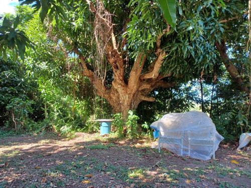 an igloo under a tree next to a tree at Jubilee Campsite Swim & Paint in Las Piedras