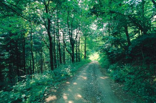 a dirt road in the middle of a forest at Locanda Amerigo in Savigno