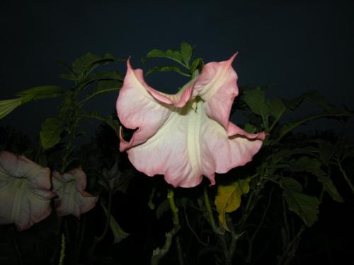 a close up of a pink flower at Mare & Mirice - Case Appartamenti Vacanza in Aglientu