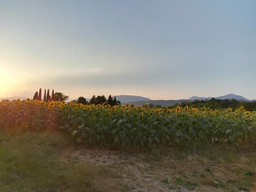 a field of sunflowers with the sunset in the background at Falco Bianco in San Daniele del Friuli