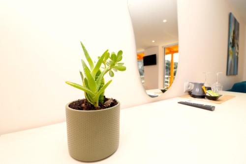 a potted plant sitting on top of a counter at Fegi Rooms in Himare