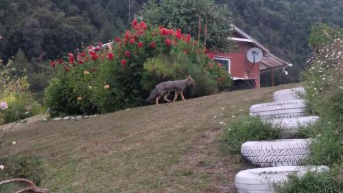 a wolf walking on a hill next to a house at cabaña y tinaja carolina in Puerto Varas