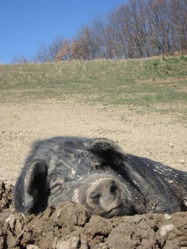 a large black pig laying in the mud at Locanda Amerigo in Savigno