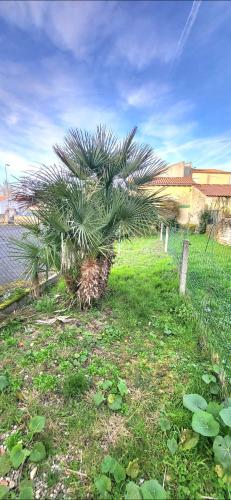 a palm tree in the grass next to a fence at Studio et jardin "Le Coquet" in Jonzac