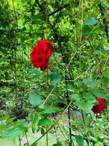 two red flowers on a plant with green leaves at Das Krimihaus Ostfriesland in Rhauderfehn