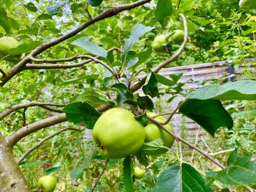 a bunch of green apples growing on a tree at Das Krimihaus Ostfriesland in Rhauderfehn