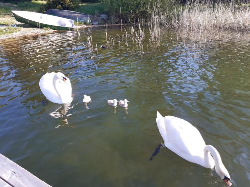 Gallery image of Hotelik Wulpink Majdy Olsztyn in Majdy
