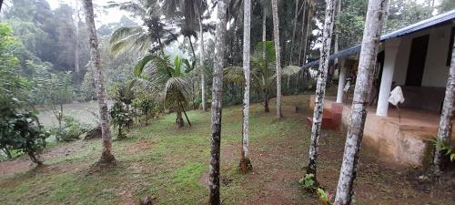 a house in the middle of a forest of palm trees at Sinharaja Vini Villa in Deniyaya