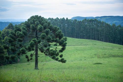 a lone pine tree in a field of grass at Pousada Alpes da Mantiqueira in Monte Verde