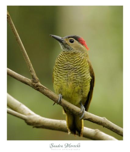 a bird is sitting on a tree branch at Posada Campo Libre in Baeza