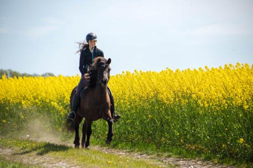 a woman riding a horse in a field at Ölands Yoga Studio & Islandshästar, Stugor & Rum in Mörbylånga