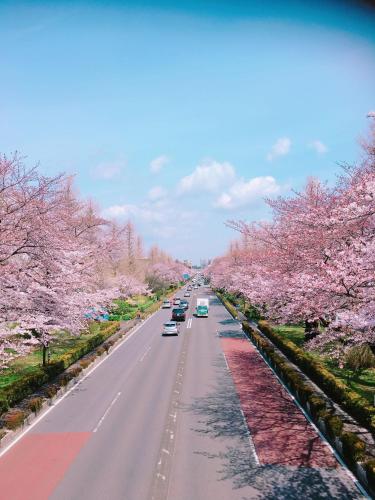 a street with cherry trees and cars on it at 日久の宿 in Kokubunji