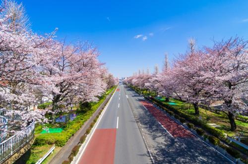 una calle bordeada de cerezos con un cielo azul en 日久の宿 en Kokubunji