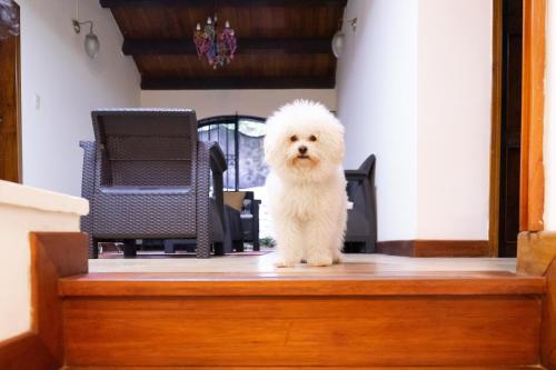 a small white dog standing on a desk at Ámbar Hostel San Gil in San Gil