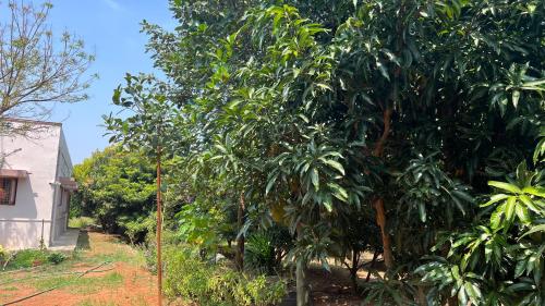 a row of trees in front of a house at SERENE Stays - Kjsb farmhouse THANJAVUR in Thanjāvūr