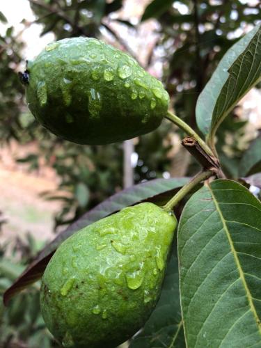 two green fruit on a tree with leaves at Teacook Marrakech in Ouled el guerne
