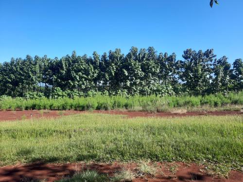 un campo con césped y árboles en el fondo en La cabaña forestal - 3000 m2 en Garuhapé