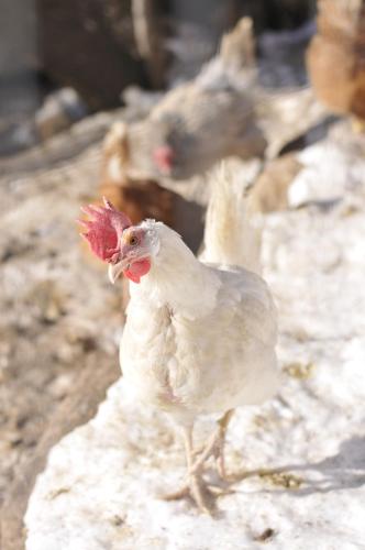 Άλλα ζώα σε αυτό το κατάλυμα σε φάρμα ή στη γύρω περιοχή