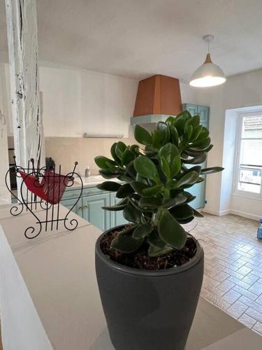 a potted plant sitting on a counter in a kitchen at SPACIEUSE MAISON DE VILLE avec garage privé fermé in Ay