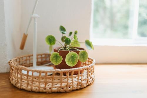 Maroochy RiverにあるTinarra Treetopsの鉢鉢植え