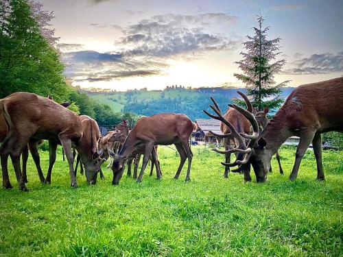 grupa jeleni wypasających się na polu trawy w obiekcie Staniștea Cerbilor w mieście Kimpulung Mołdawski