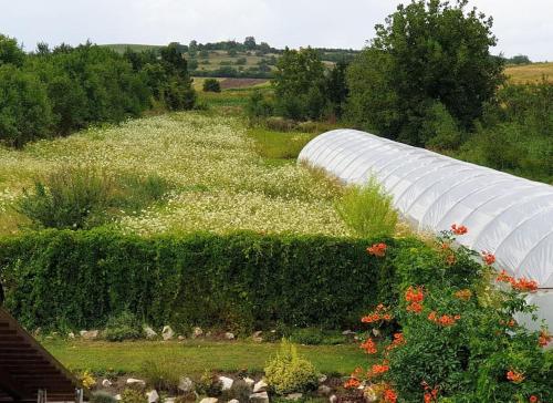 a greenhouse in a garden with flowers at MeLux Airport House in Nicolești