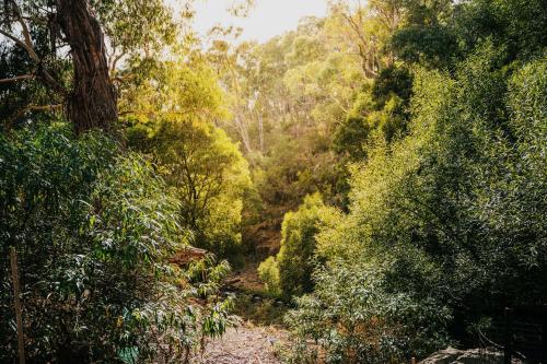 a dirt road in the middle of a forest at Ascona - Hepburn Springs Daylesford in Hepburn Springs