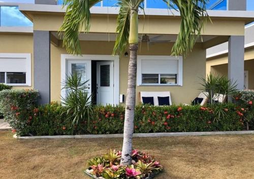 a palm tree in a pot in front of a house at CCBS Paradise Jamaica in Runaway Bay