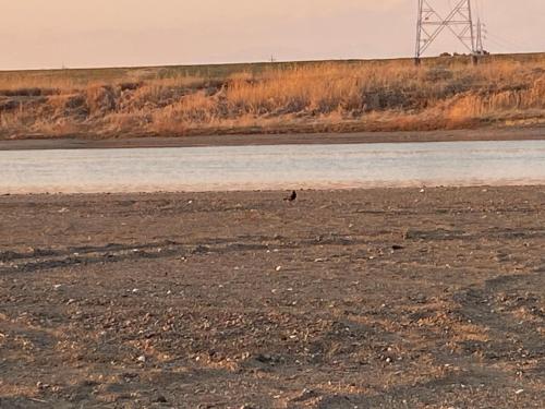 a bird walking on a beach next to a body of water at 田舎庵 in Hanyu