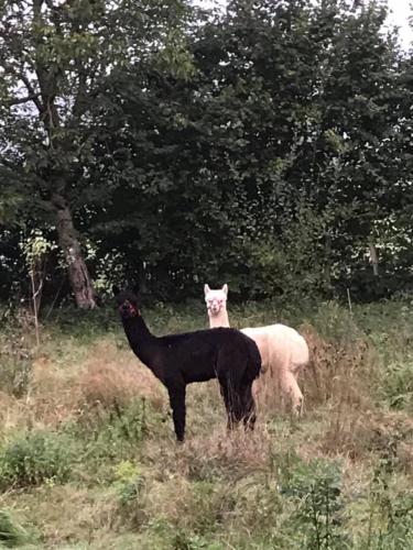 Animales en el bed & breakfast o alrededores