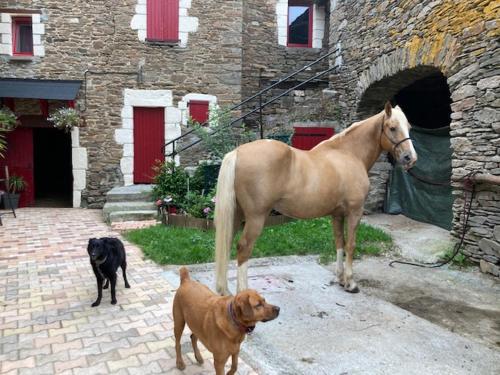 een paard en een hond die voor een gebouw staan bij L'Escapade de JOS gite équestre in Pont-de-Salars