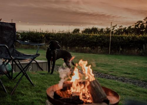 a black dog standing next to a fire pit at Doxford Farm Camping in Alnwick