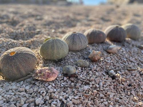 a group of prickly fruit on the ground at Cherso Mare in Cres