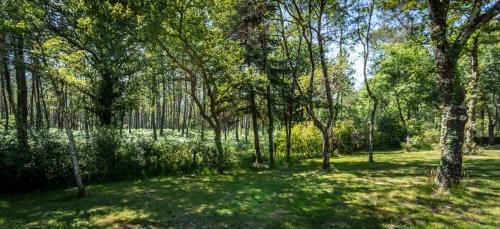 a wooded area with trees and green grass at Camping L'Etang D'Ardy *** in Saint-Paul-lès-Dax