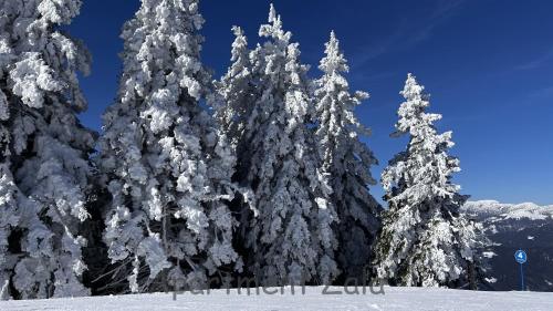 a group of snow covered trees on a ski slope at Apartma Zala, Golte in Mozirska Koča