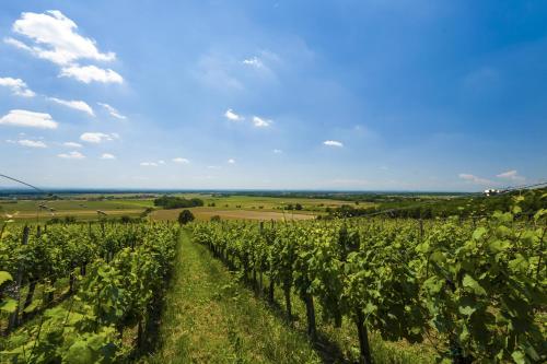 a vineyard with a blue sky and green fields at Hotel Termal - Terme 3000 - Sava Hotels & Resorts in Moravske Toplice
