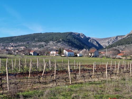 een wijngaard in een veld met een berg op de achtergrond bij Holiday home Filip i Petra in Donji Proložac