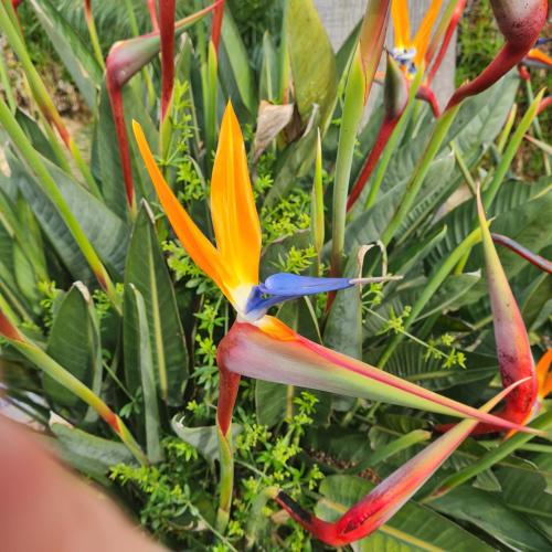 a colorful flower in front of some green plants at El Collado in Cullera